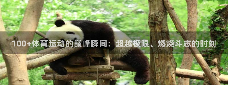 一竞技官方正版app娱乐：100+体育运动的巅峰瞬间：超越极