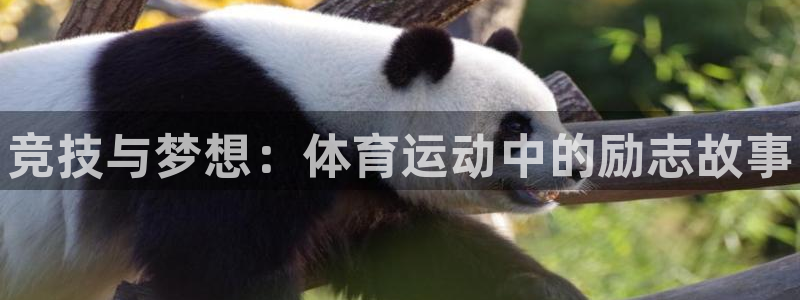 一竞技官网下载平台：竞技与梦想：体育运动中的励志故事